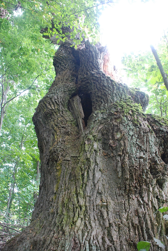 Spadviliškių ąžuolas