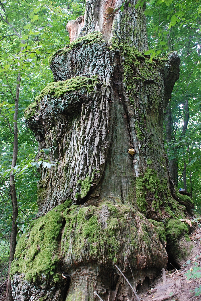 Spadviliškių ąžuolas