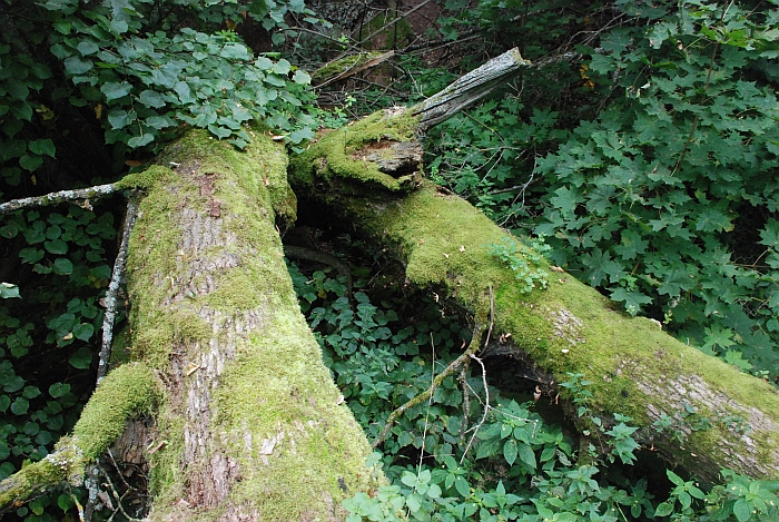 Spadviliškių ąžuolas