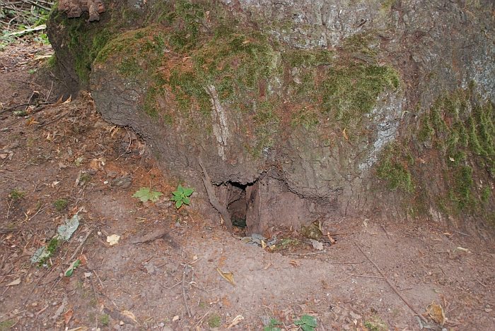 Spadviliškių ąžuolas