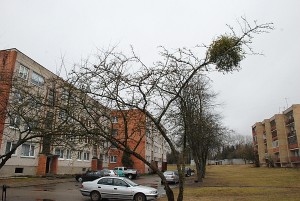 Janonio gatvės puošmena - žaliuojantis amalas. Pasak Antano Marcinkevičiaus, nors amalas ir laikomas parazituojančiu augalu, bet jis medžiui žalos nepadaro...