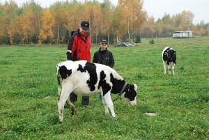 Šios šaunios karvytės ganėsi šalia namų.
