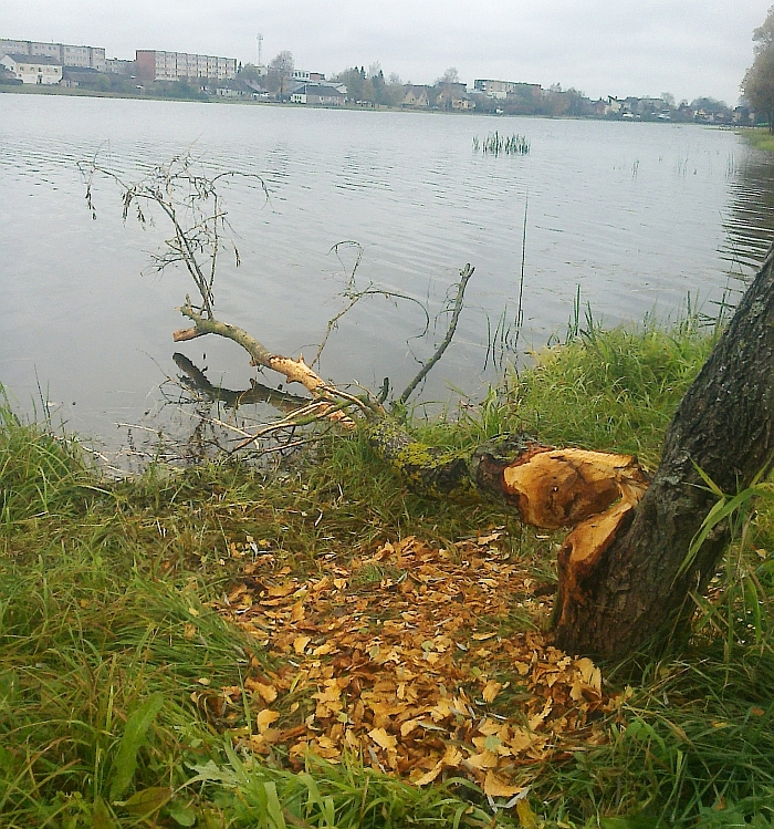 Bebrai pradėjo ruoštis žiemai maisto mieste nuvertę medį...