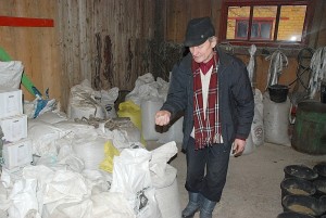 Karvių racioną sudaro kombinuotieji pašarai su kukurūzais, smulkintais cukriniais runkeliais, avižomis, miežiais, rugiais...