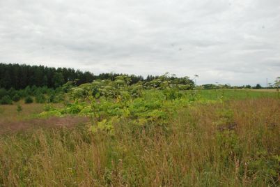 DSC_0295.JPG