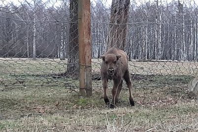 stumbriukas.jpg
