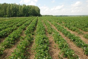 Braškių lauke tarpai tarp vagų nukloti šiaudais tam, kad uogos būtų švarios.