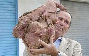 Didžiausia pasaulyje bulvė, kuri užaugo Libane (tvirtove.lt)