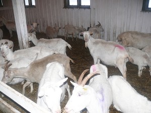 Pieninės čekų baltųjų veislės ožkos tvarte jaučiasi puikiai.