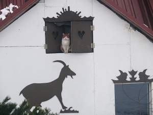 Svečius pasitinka tikras ožkų pieno linijos šeimininkas katinas Garfildas...