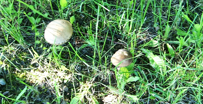 Pirmosios lepšės išdygo ir vienoje Kielių kaimo sodyboje. Pirmosios lepšės išdygo ir vienoje Kielių kaimo sodyboje.