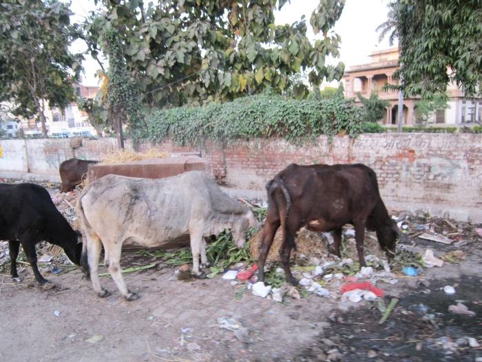 Milijoniniame Varanasio mieste puikiai jaučiasi karvės... 