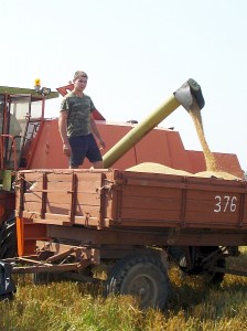 Davidavičių valdose byra šiųmetis derlius.