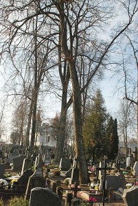 Ant kapų po kiekvieno stipresnio vėjo prikrinta šakų.