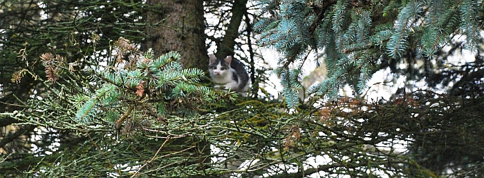 Katei saugiausia medyje, tačiau ji, deja, nei lapais, nei spygliais neminta...