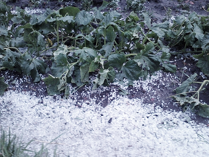 Kruša Gelvonuose. Kruša Gelvonuose.