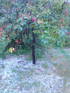Kruša Gelvonuose. Kruša Gelvonuose.