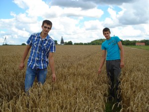 Liukonyse ūkininkaujantis Andrius Valavičius (kairėje) ir jam talkinantis brolis Lukas patikino, kad sėkliniai kviečiai turi gerai sunokti.