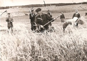 Limonių kaimo gyventojai kerta rugius. 1952 metai.