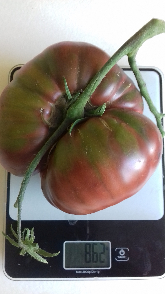 Janės Stravinskienės pomidoras