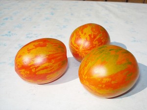 Genovaitės Pakalnienės šiltadaržyje sunokę pomidorai primena Velykų margučius.