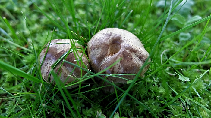 Jaunos meškutės tarsi baravykiukai...