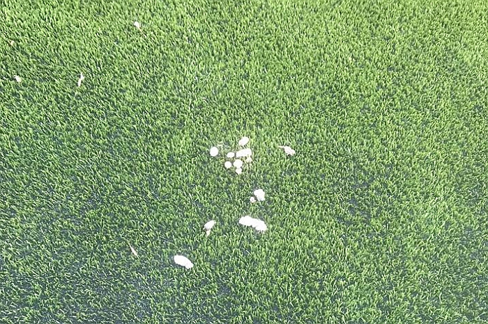 Teršiama stadiono danga. Teršiama stadiono danga.