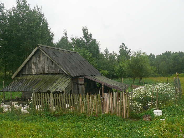 Vištidėje lankėsi ir dvikojis padaras...