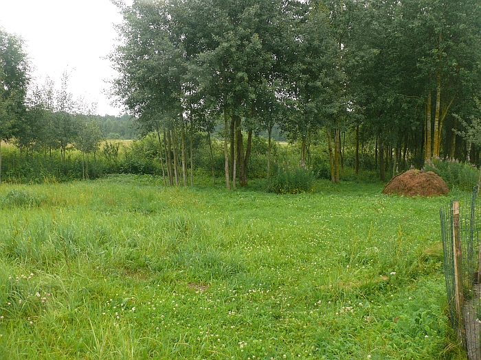 Šioje pievoje šeimininkai rado 20 užmuštų broilerių.
