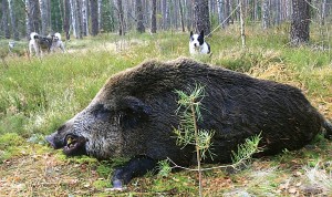 Anksčiau šernų medžioklės sezonas prasidėdavo gegužės 1-ąją ir trukdavo iki kitų metų kovo 1-osios.