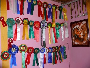 Lėlyčių namuose viena kambario siena skirta žirgų apdovanojimams.