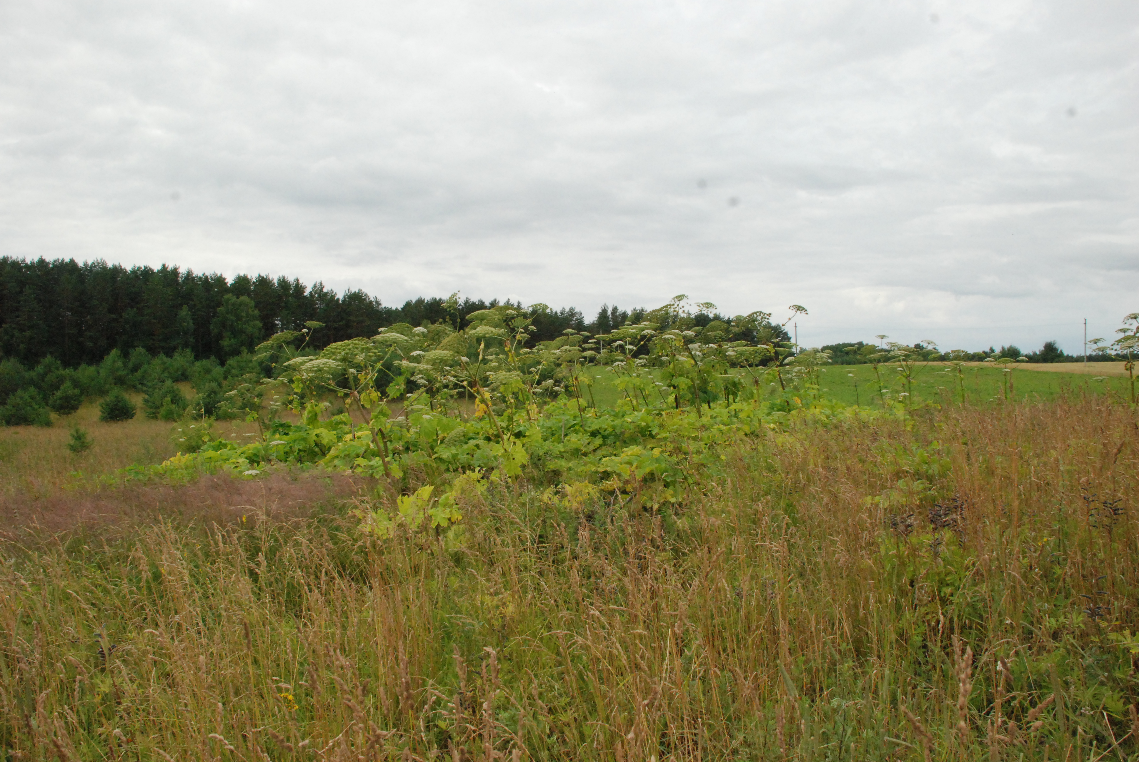 DSC_0295.JPG