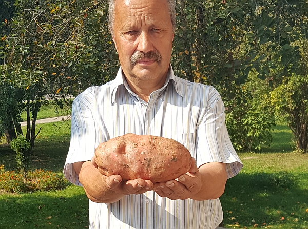bulve11.jpg