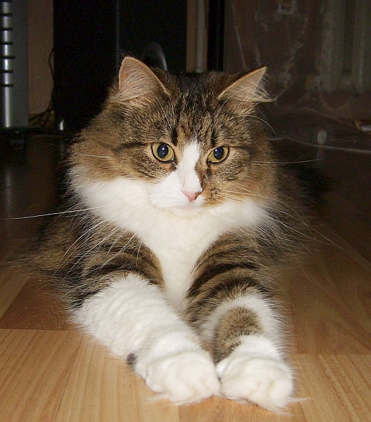 kat.jpg